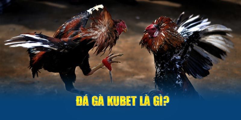 Vài nét về đá gà Kubet