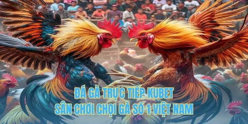 Ưu điểm đá gà Kubet